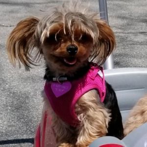 Meet your Posher, Suprina